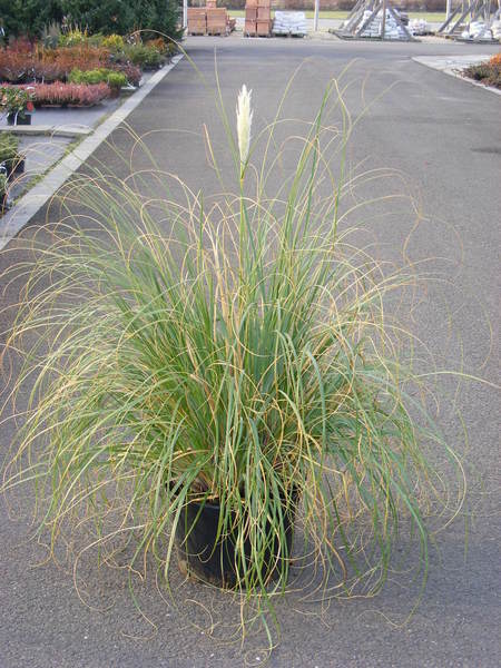 CORTADERIA SELLOANA COMPACTA