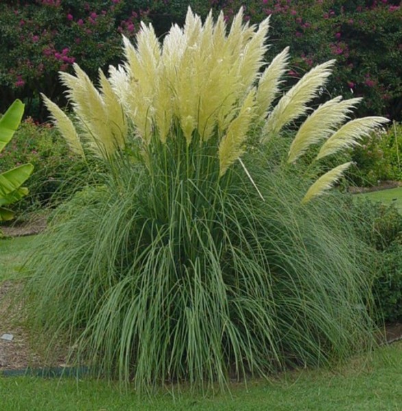 CORTADERIA SELLOANA COMPACTA