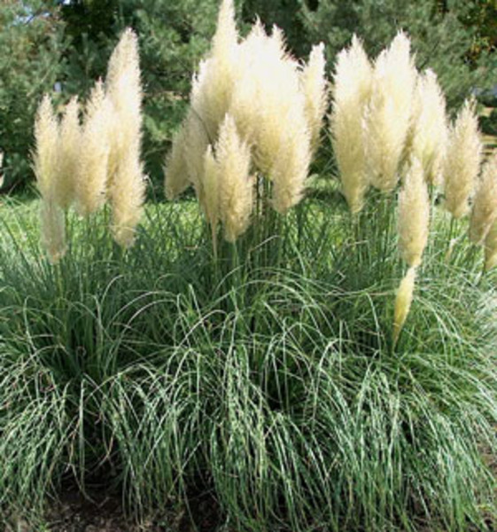 CORTADERIA SELLOANA PUMILA