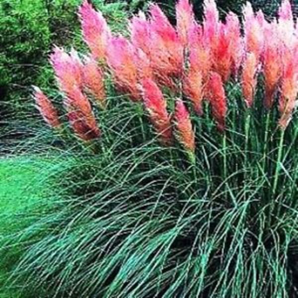 CORTADERIA SELLOANA ROSEA