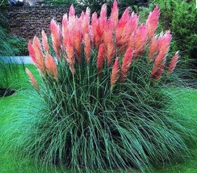 CORTADERIA SELLOANA ROSEA