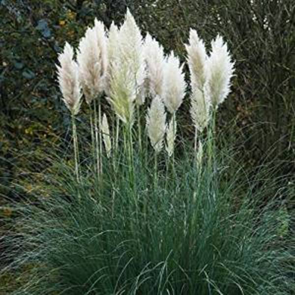 CORTADERIA SELLOANA WHITE