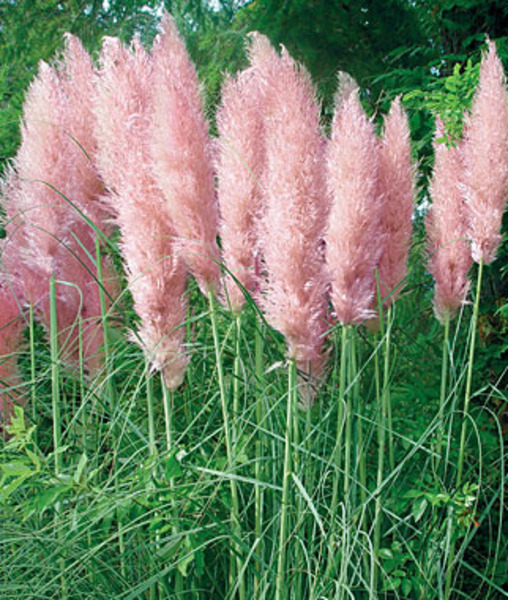 CORTADERIA SELLOANA ROSEA