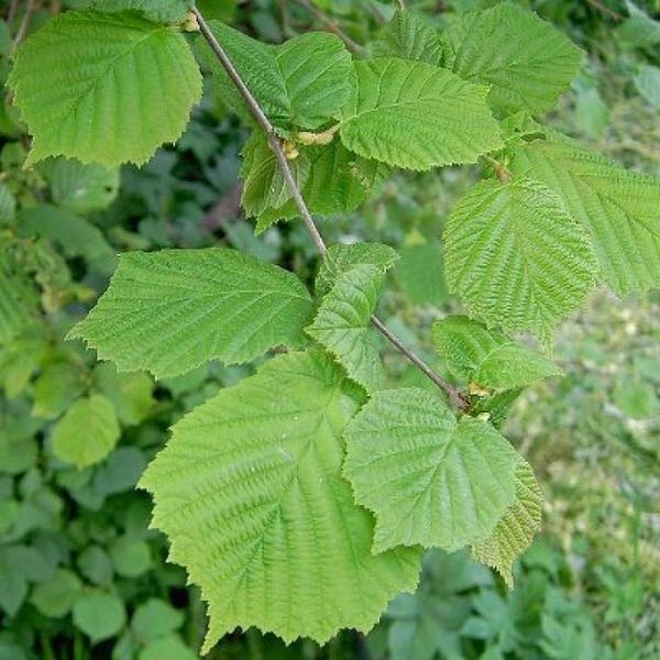 CORYLUS AVELLANA