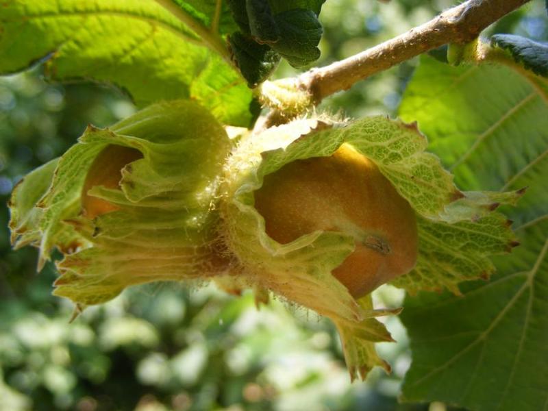 CORYLUS AVELLANA