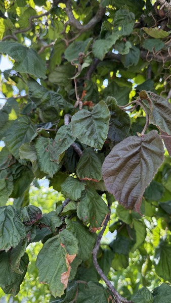 CORYLUS AVELLANA CONTORTA