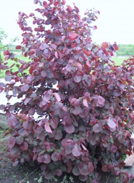 CORYLUS AVELLANA FUSCORUBRA