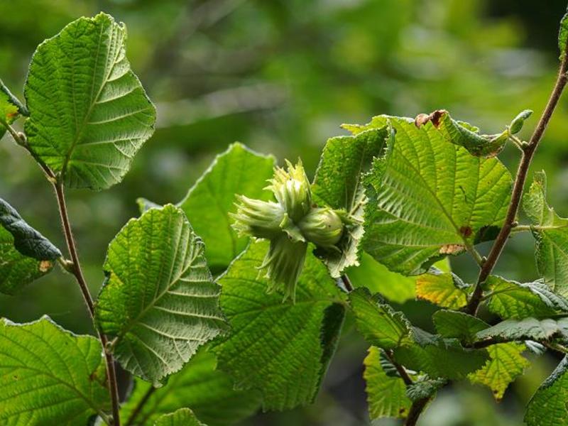 CORYLUS AVELLANA