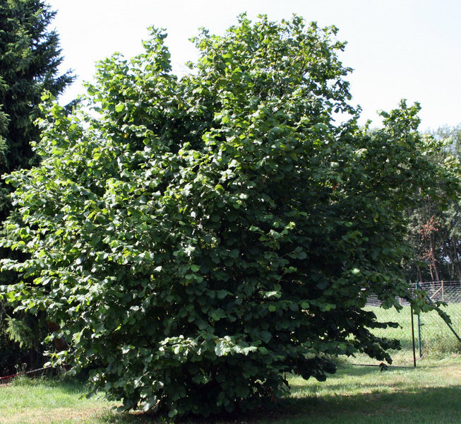 CORYLUS AVELLANA