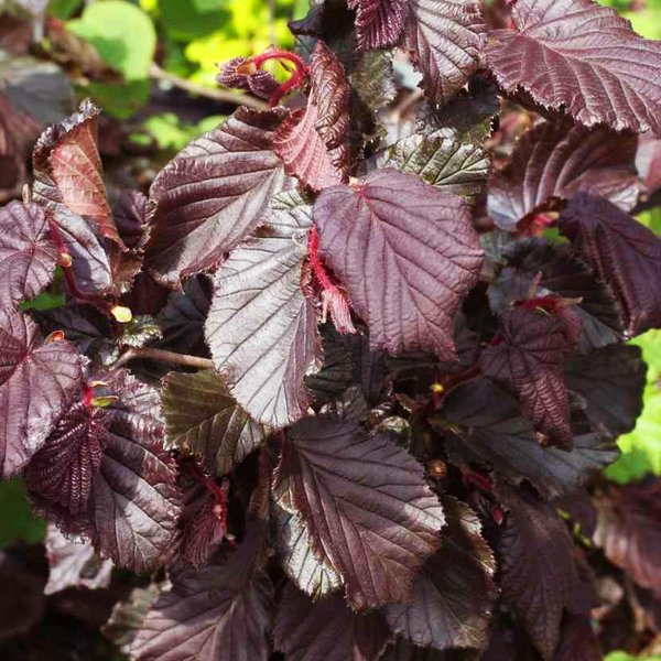 CORYLUS AVELLANA RED MAJESTIC