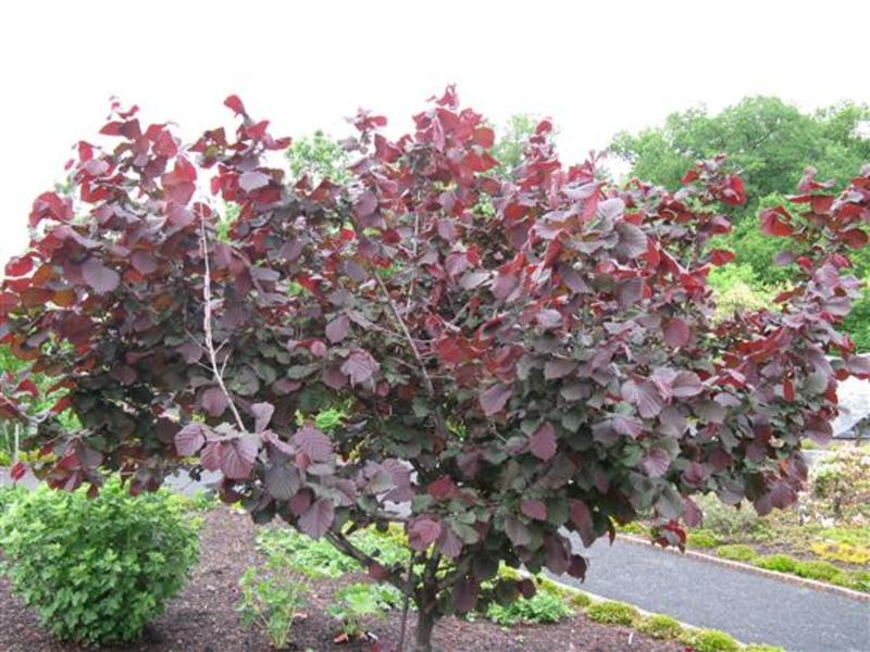 CORYLUS AVELLANA RED ZELLER