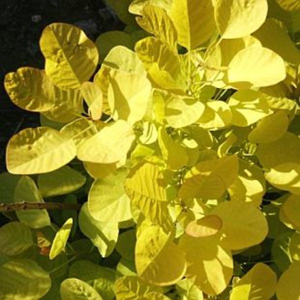 COTINUS COGG. GOLDEN SPIRIT