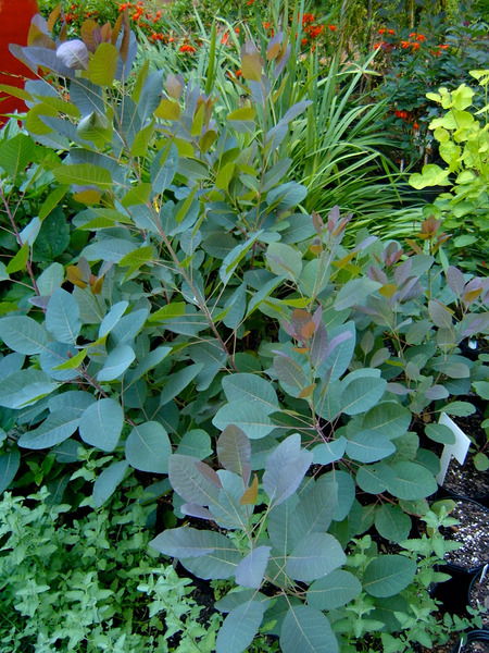 COTINUS COGG. GOLDEN SPIRIT
