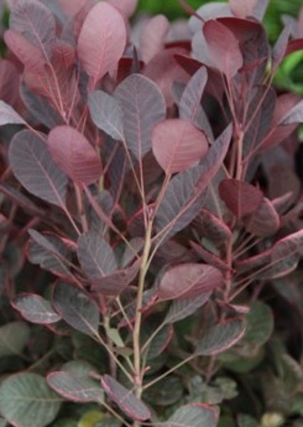 COTINUS COGGYGRIA LILLA