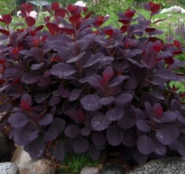 COTINUS COGGYGRIA LILLA