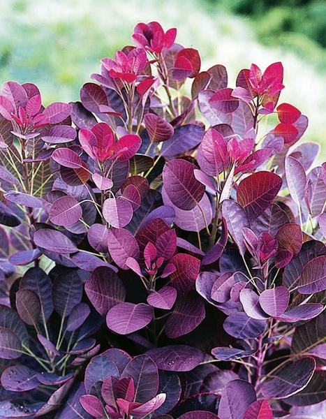 COTINUS COGGYGRIA LILLA