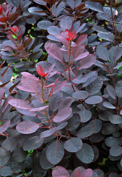 COTINUS COGGYGRIA ROYAL PURPLE