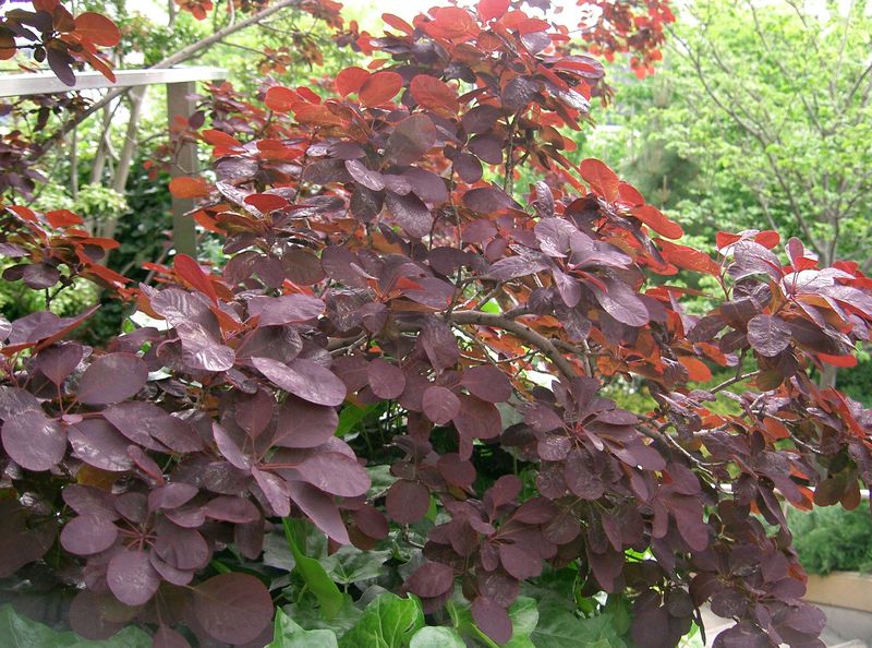 COTINUS COGGYGRIA ROYAL PURPLE