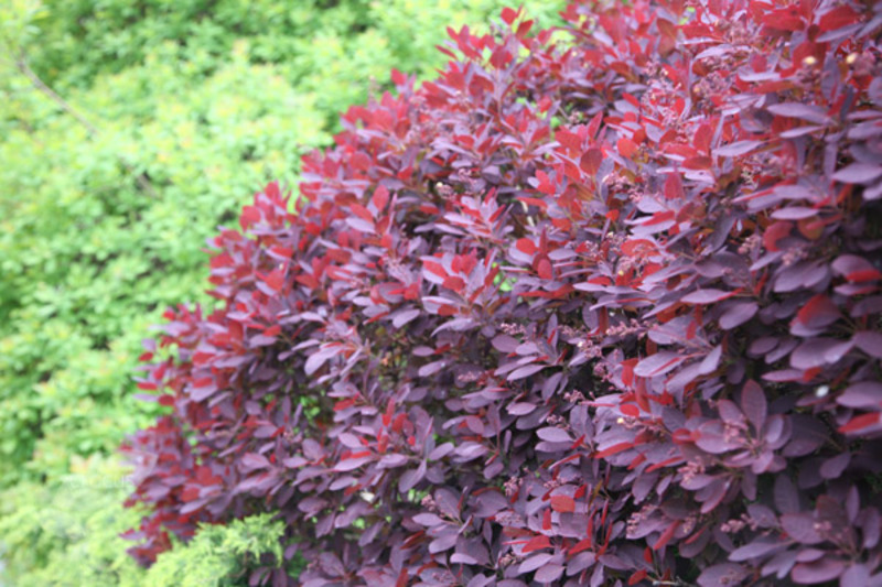 COTINUS COGGYGRIA ROYAL PURPLE