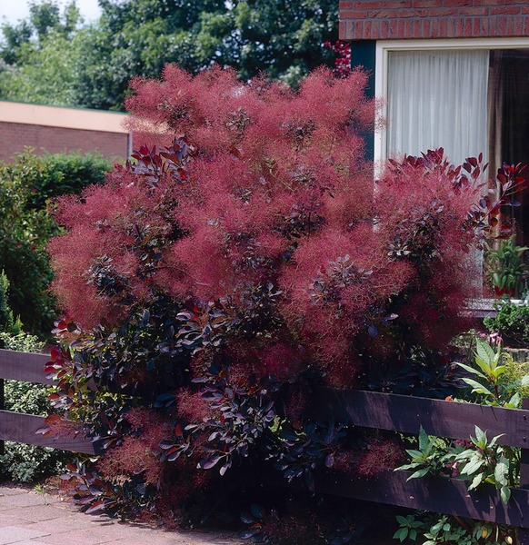 COTINUS COGGYGRIA ROYAL PURPLE