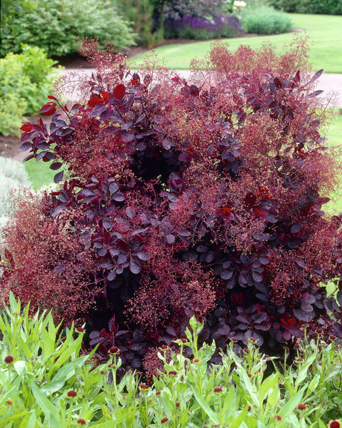 COTINUS COGGYGRIA ROYAL PURPLE