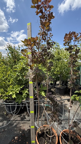 COTINUS COGGYGRIA ROYAL PURPLE