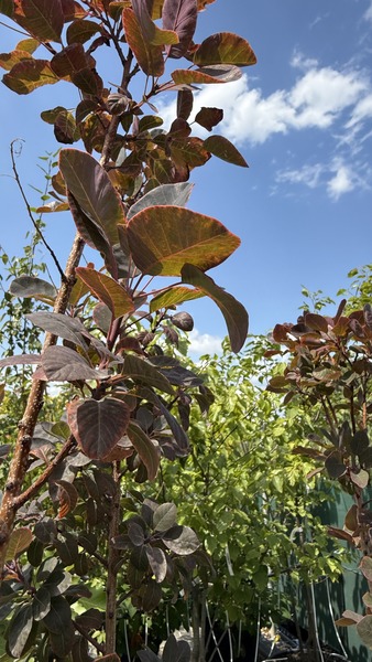 COTINUS COGGYGRIA ROYAL PURPLE