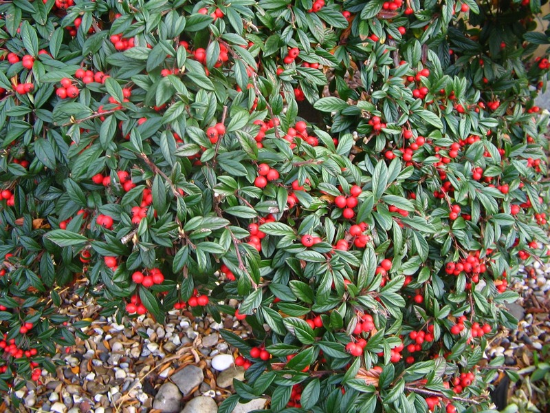 COTONEASTER SALIC. HERBSTFEUER