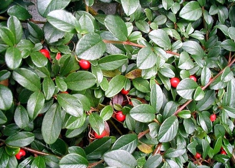 COTONEASTER BELLA