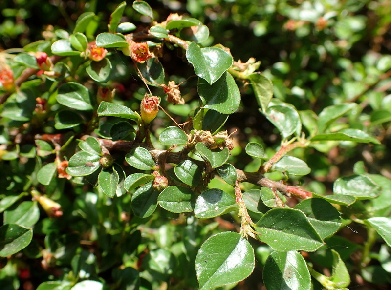 COTONEASTER COCHLEATUS