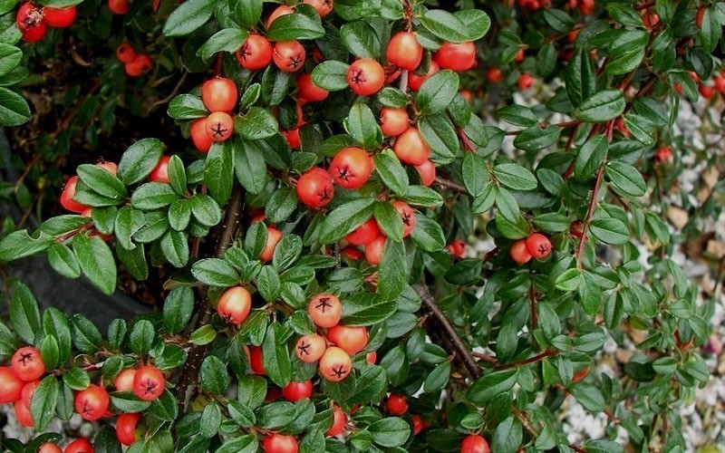 COTONEASTER D. CORAL BEAUTY
