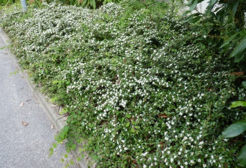 COTONEASTER D. CORAL BEAUTY