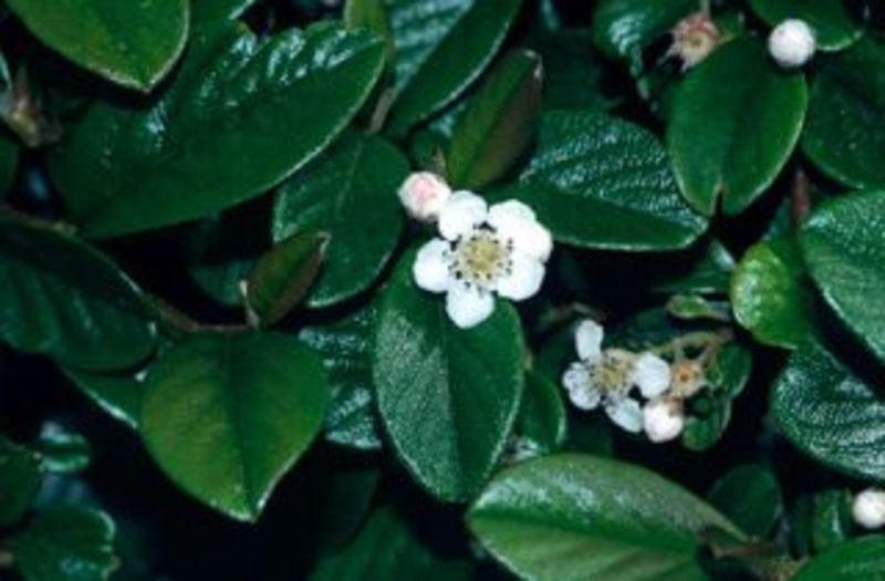 COTONEASTER D. SCHOON