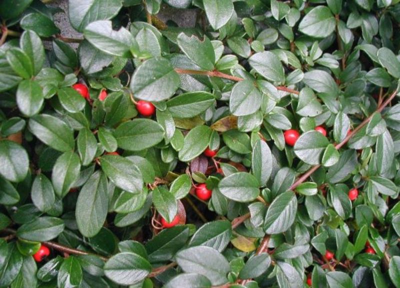 COTONEASTER D. SKOGHOLM