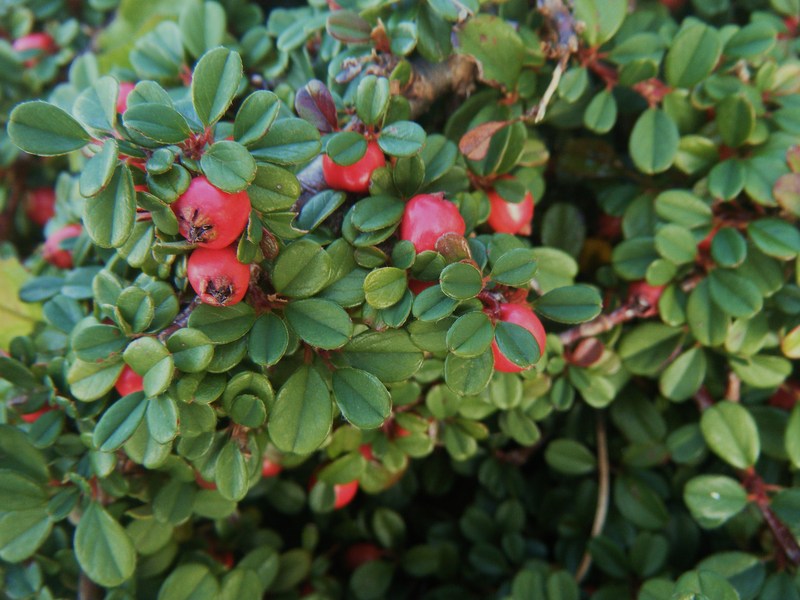 COTONEASTER D. STREIBS FINDLIN