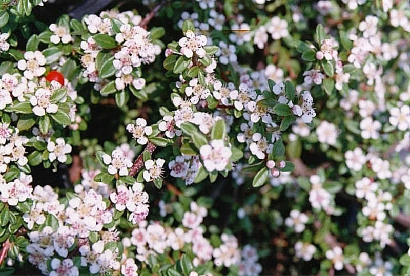 COTONEASTER D. CORAL BEAUTY
