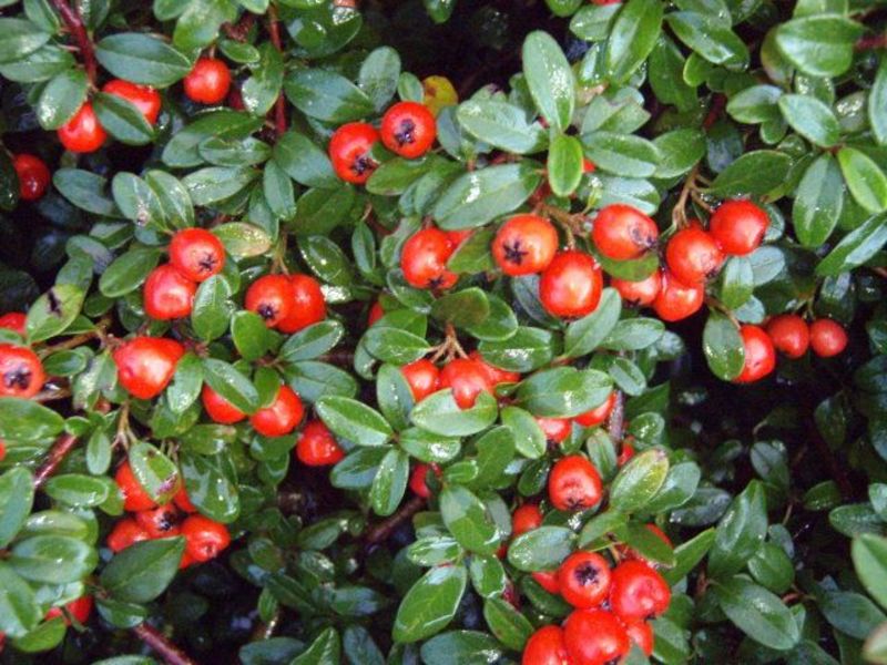 COTONEASTER D. CORAL BEAUTY