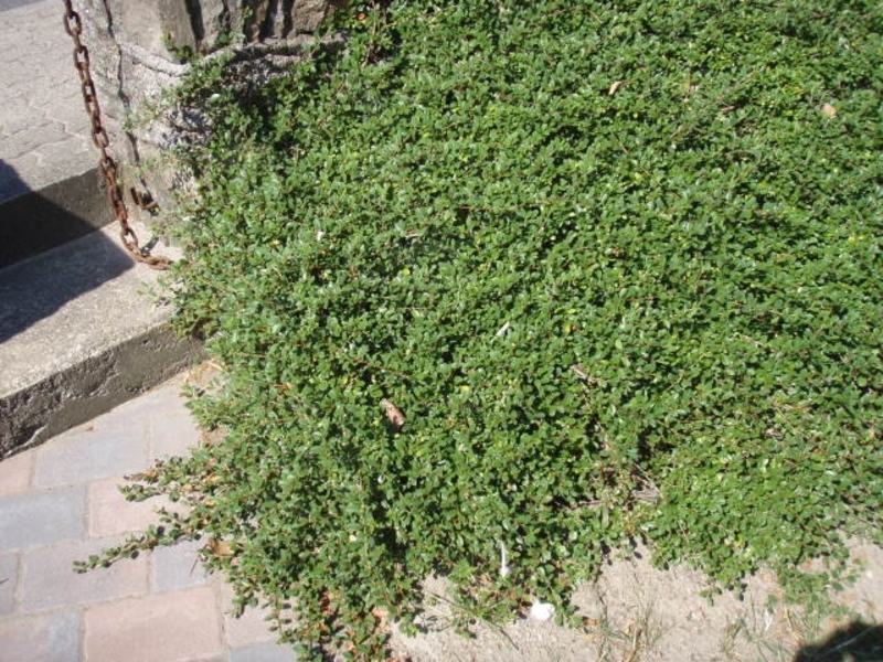 COTONEASTER D. EICHHOLZ