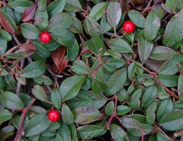 COTONEASTER D. MAJOR