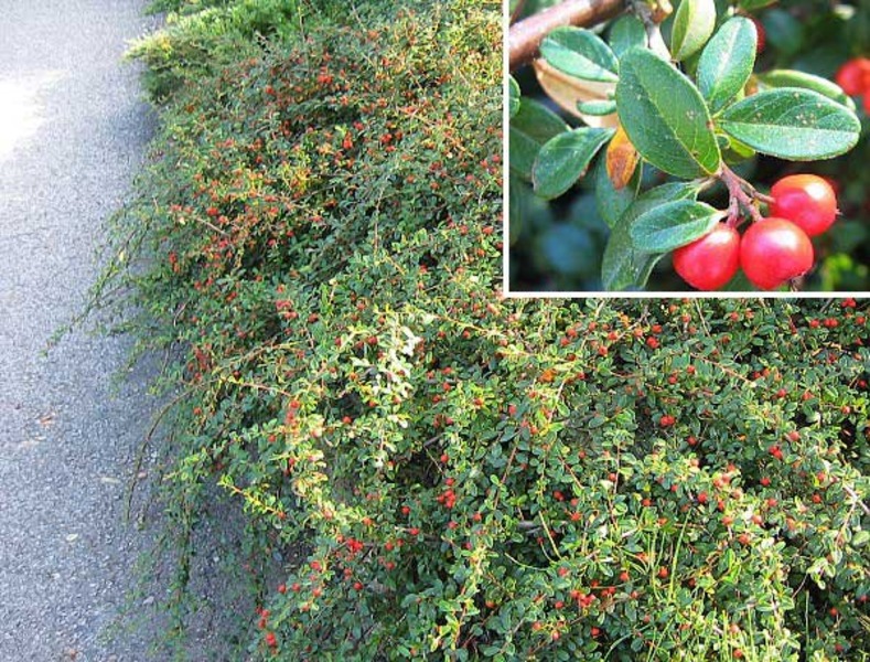 COTONEASTER D. SKOGHOLM