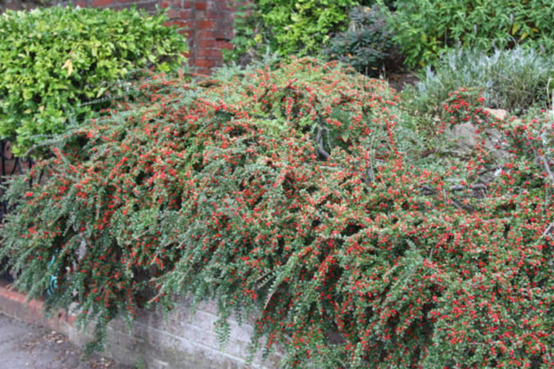 COTONEASTER HORIZONTALIS