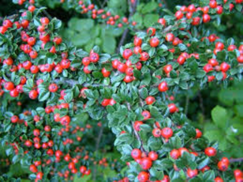 COTONEASTER HORIZONTALIS