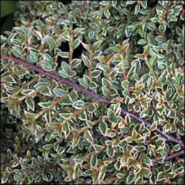 COTONEASTER HORIZONTALIS