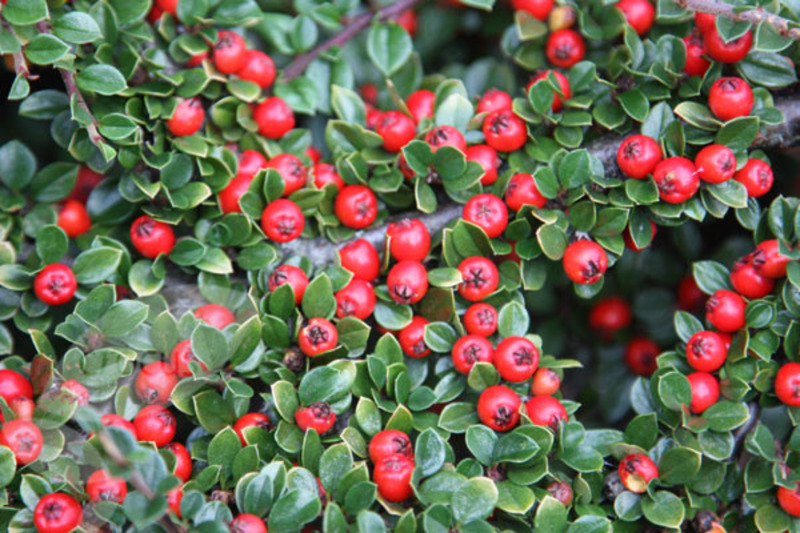 COTONEASTER HORIZONTALIS