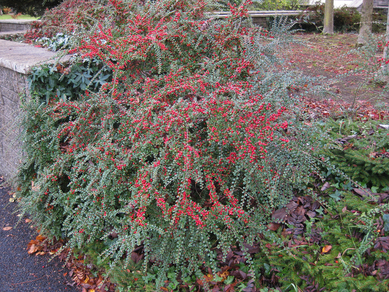 COTONEASTER HORIZONTALIS