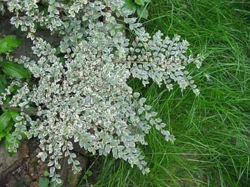 COTONEASTER HORIZ. VARIEGATA