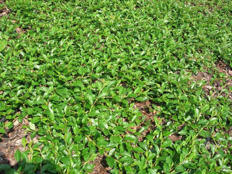 COTONEASTER HYBRID BELLA