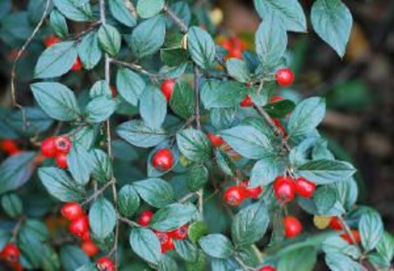 COTONEASTER HYBRID BELLA