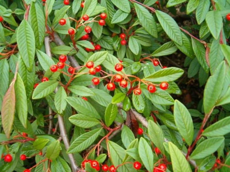 COTONEASTER HYBRID BELLA