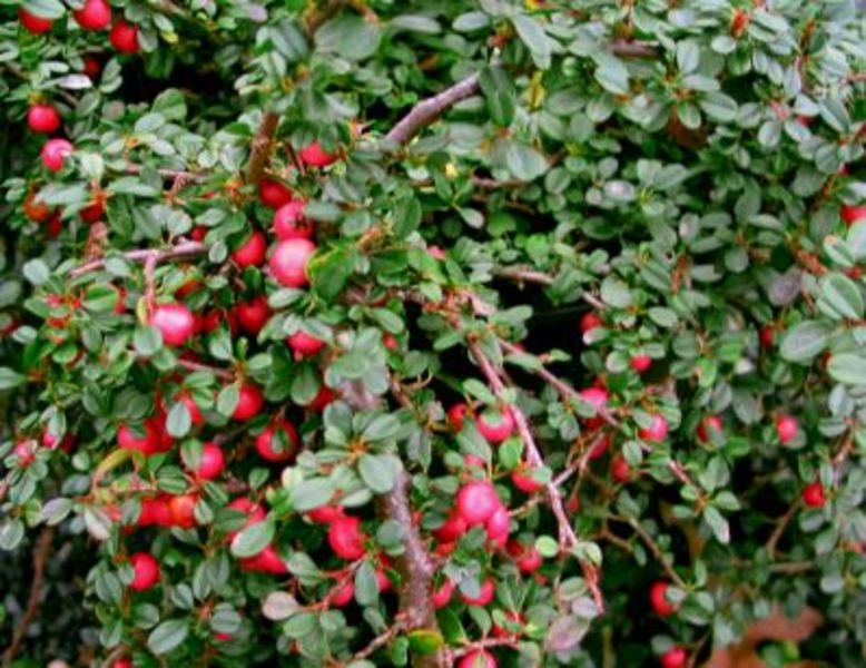 COTONEASTER PR. STREIB'S FIND.